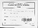 Podosphaera clandestina image
