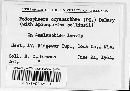 Podosphaera clandestina image