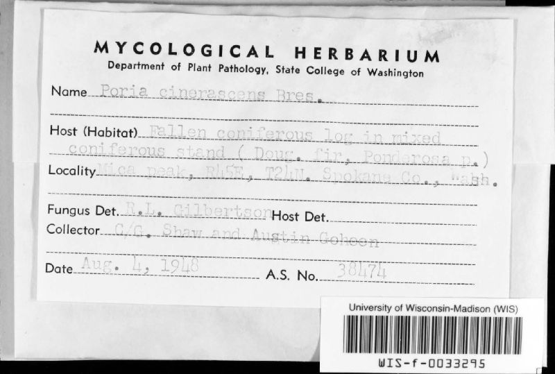 Cinereomyces lindbladii image
