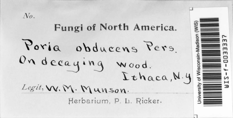 Oxyporus obducens image