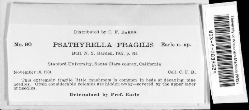 Psathyrella fragilis image