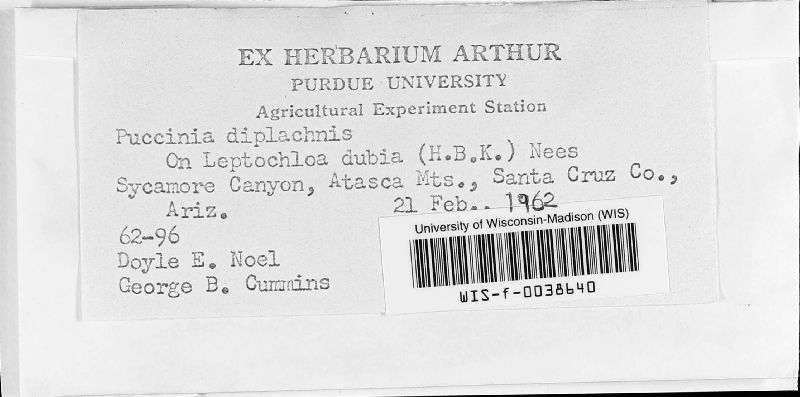 Puccinia diplachnes image