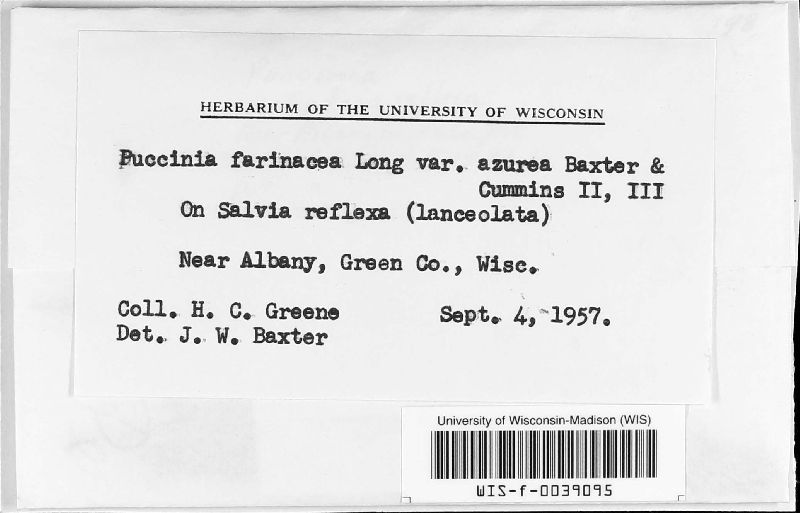 Puccinia farinacea var. azurea image