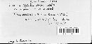 Puccinia liatridis image