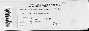 Puccinia liatridis image