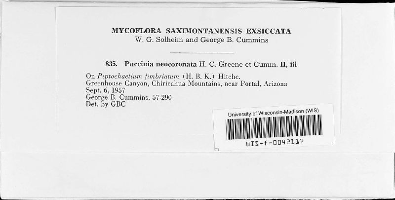 Puccinia neocoronata image