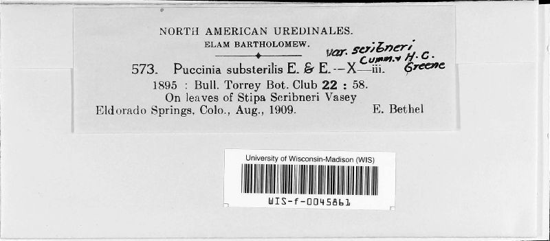 Puccinia substerilis var. scribneri image