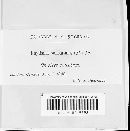 Rhytisma punctatum image