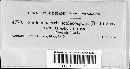 Scoleconectria scolecospora image