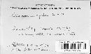 Media resource of Sebacina opalea