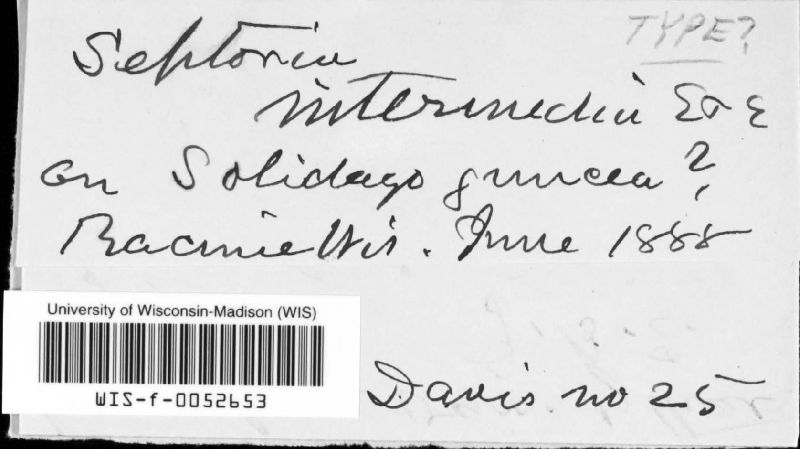 Septoria intermedia image