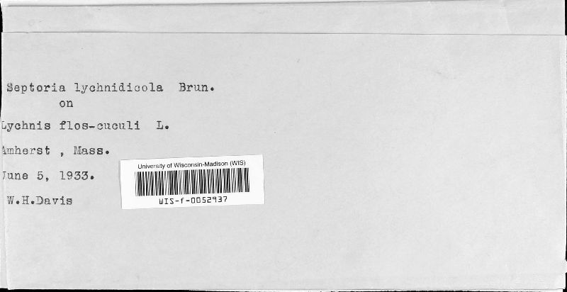 Septoria lychnidicola image