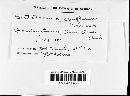 Sistotrema confluens image
