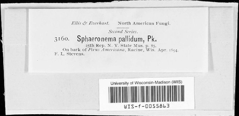 Sphaeronaema pallidum image