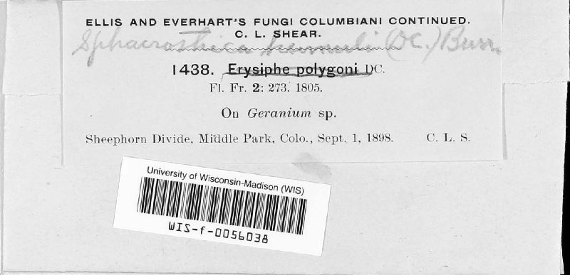 Sphaerotheca polemonii image