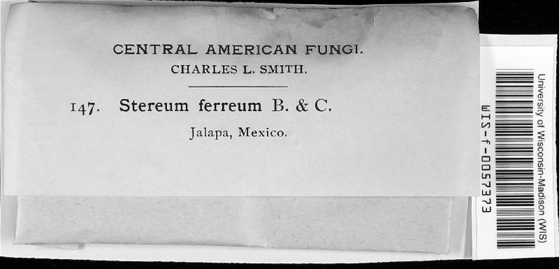 Amylostereum ferreum image