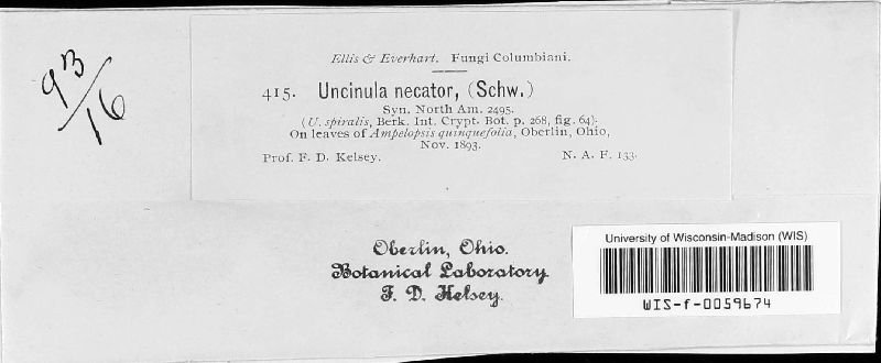 Erysiphe necator image