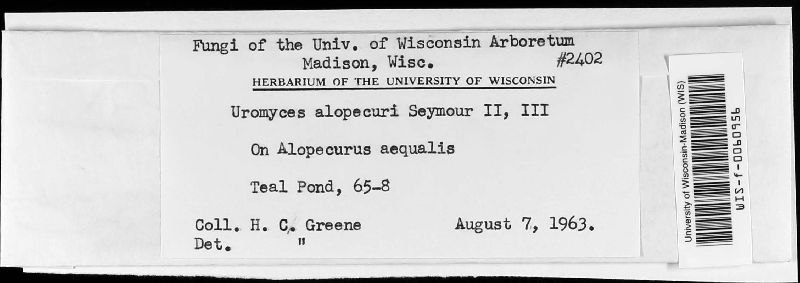 Uromyces dactylidis image