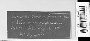 Uromyces hedysari-paniculati image