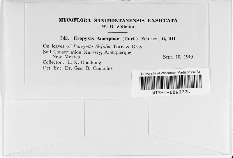Uropyxis amorphae image