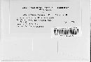 Uropyxis amorphae image