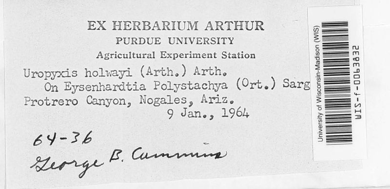 Uropyxis holwayi image