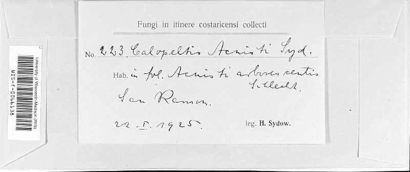 Calopeltis acnisti image