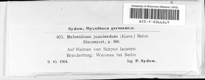 Belonopsis junciseda image