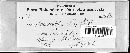 Coniophora puteana image