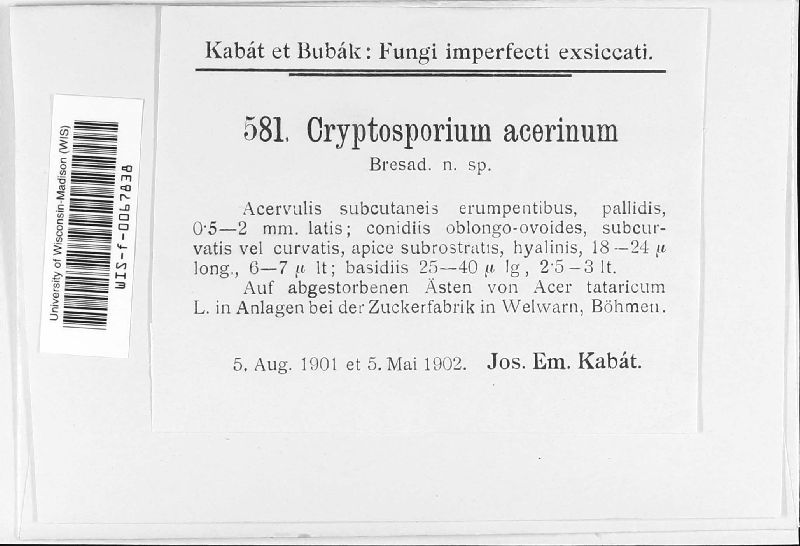 Cryptosporium acerinum image