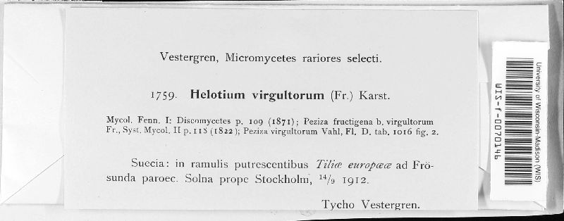 Hymenoscyphus calyculus image