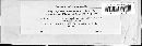 Pseudochaete tabacina image
