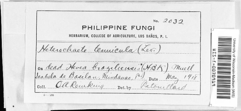 Heterochaete tenuicula image