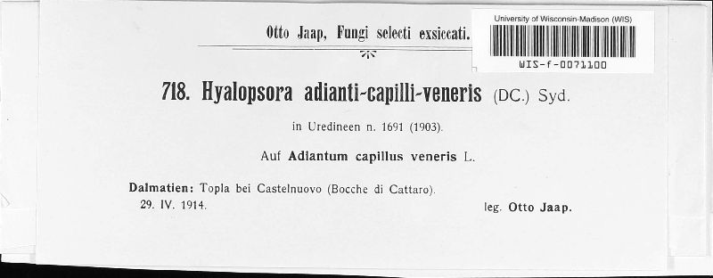 Hyalopsora adianti-capilli-veneris image