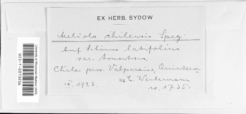 Meliola chilensis image