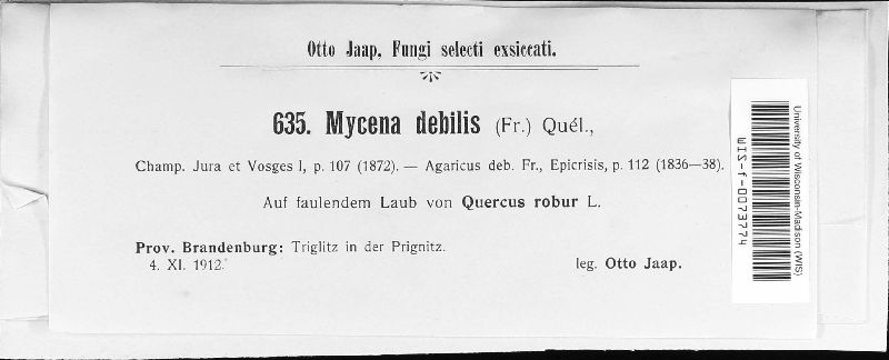 Mycena debilis image
