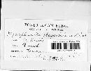 Thumbnail image of current specimen