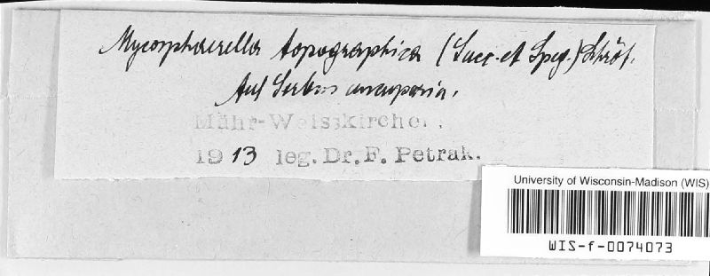 Mycosphaerella topographica image