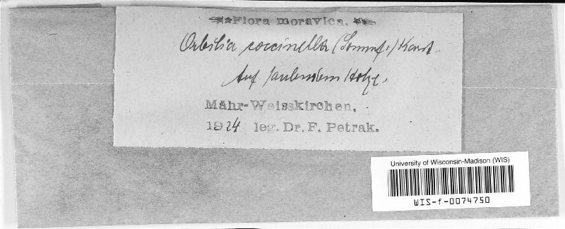 Orbilia coccinella image