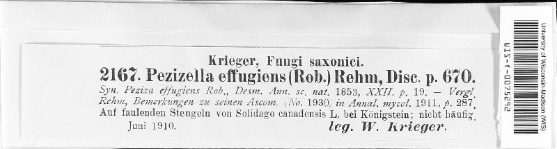 Hyaloscypha effugiens image