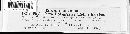 Mycosphaerella podagrariae image