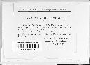 Pirostoma circinans image