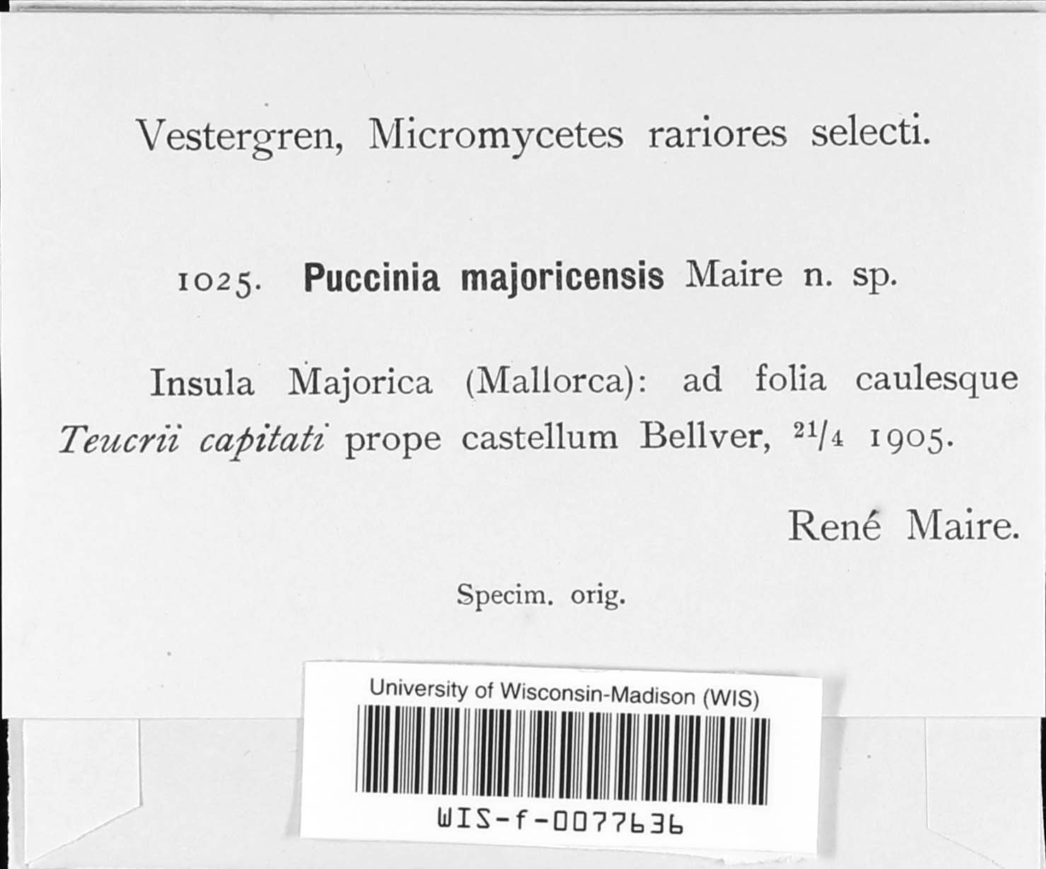 Puccinia majoricensis image