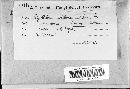 Hapalopilus rutilans image