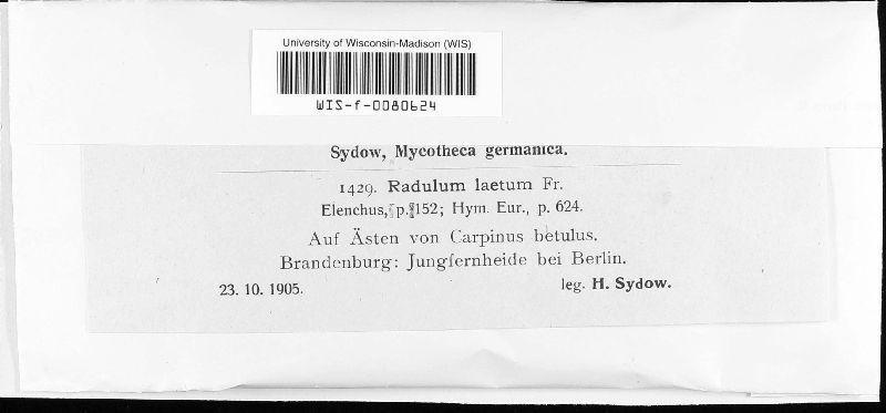 Peniophora laeta image