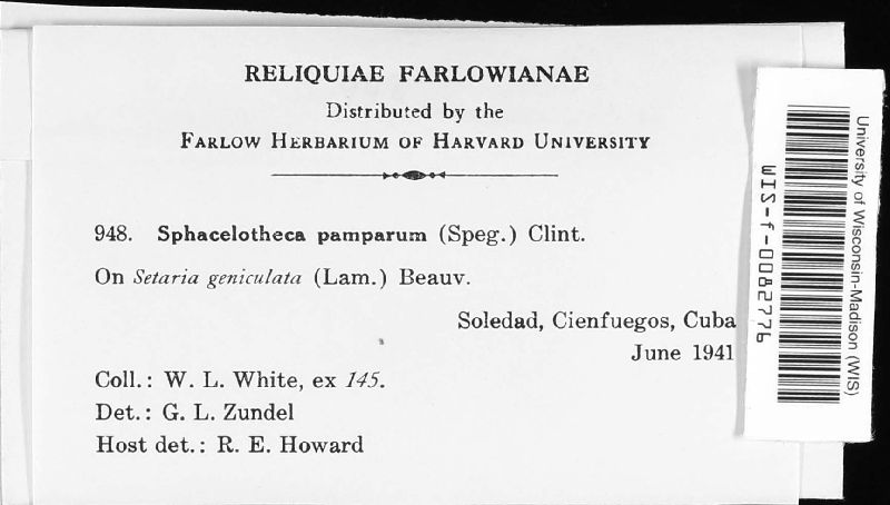 Sphacelotheca pamparum image