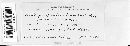 Sphacelotheca cordobensis image