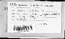 Media resource of Amylostereum areolatum