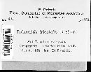 Urocystis trientalis image