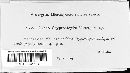 Maravalia cryptostegiae image